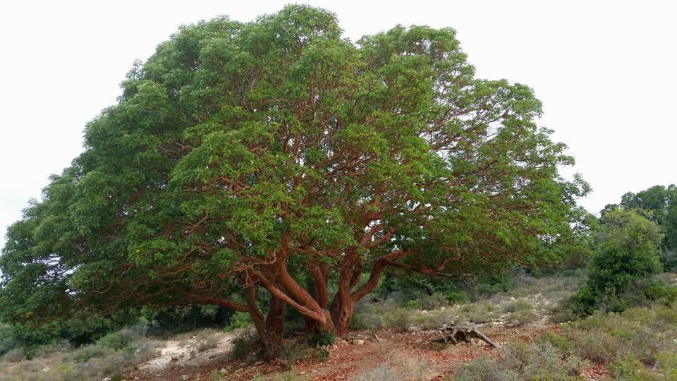 פסגת מתת Pisgat Mattat Villa Luaran gambar